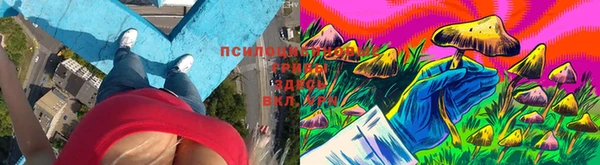 прущие грибы Горняк